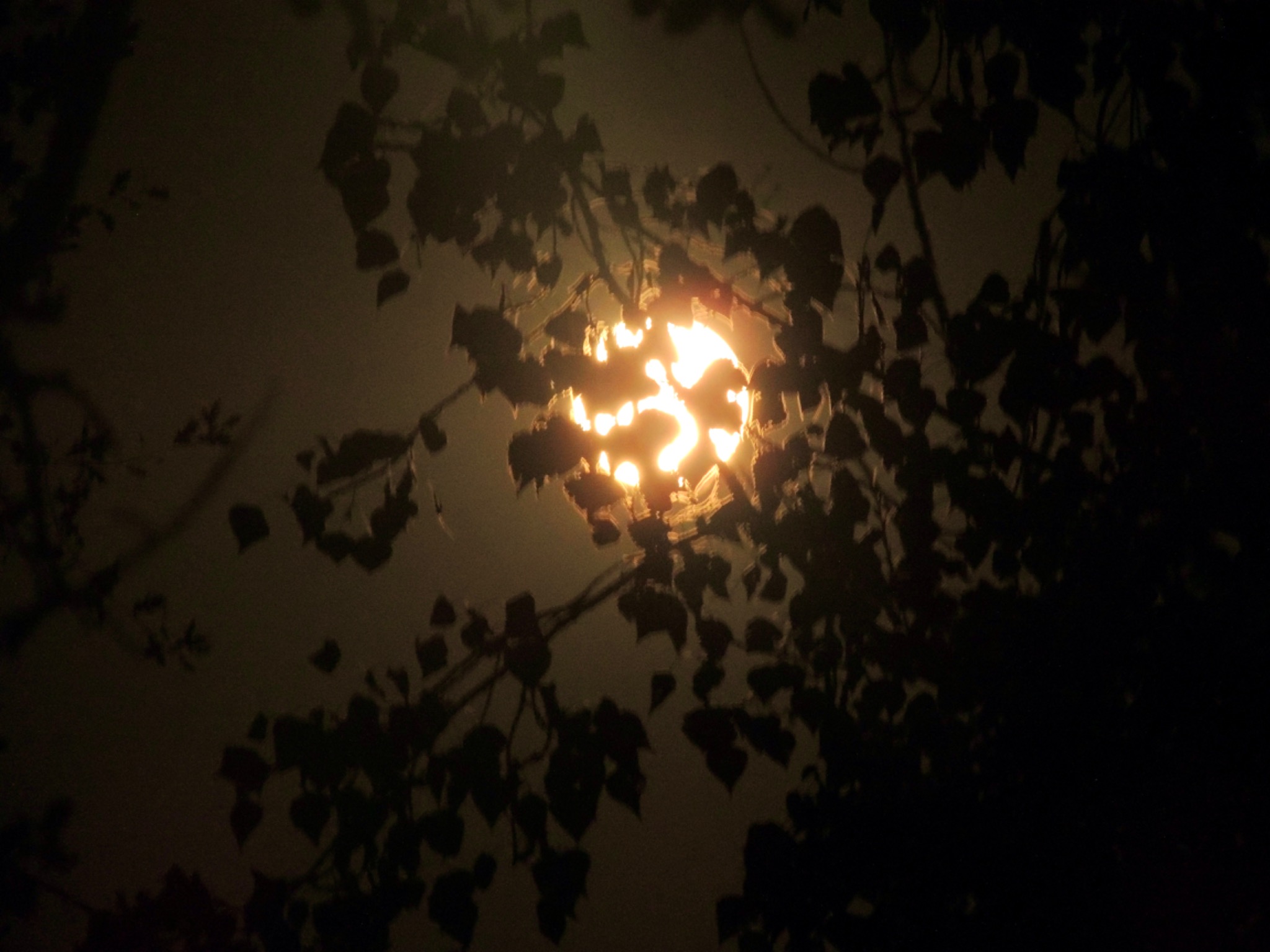 Moonlight glowing through silhouetted leaves